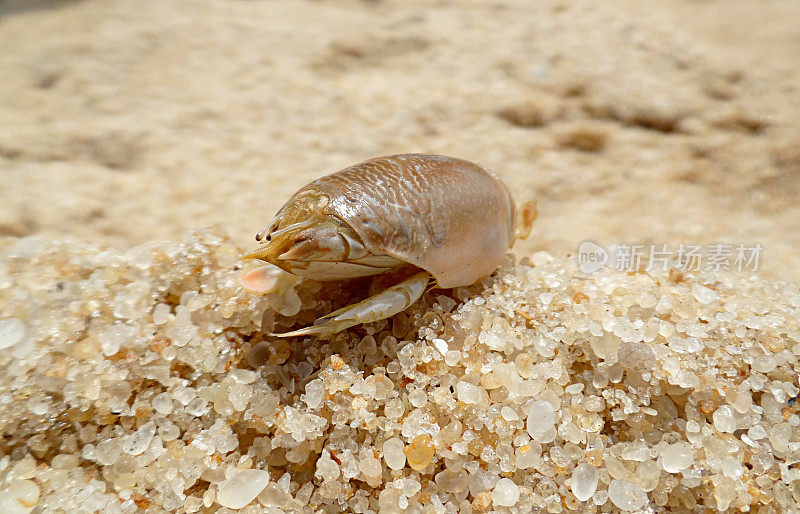近距离观察巴西甲壳类动物Eremita Brasiliensis在沙滩上的沙子